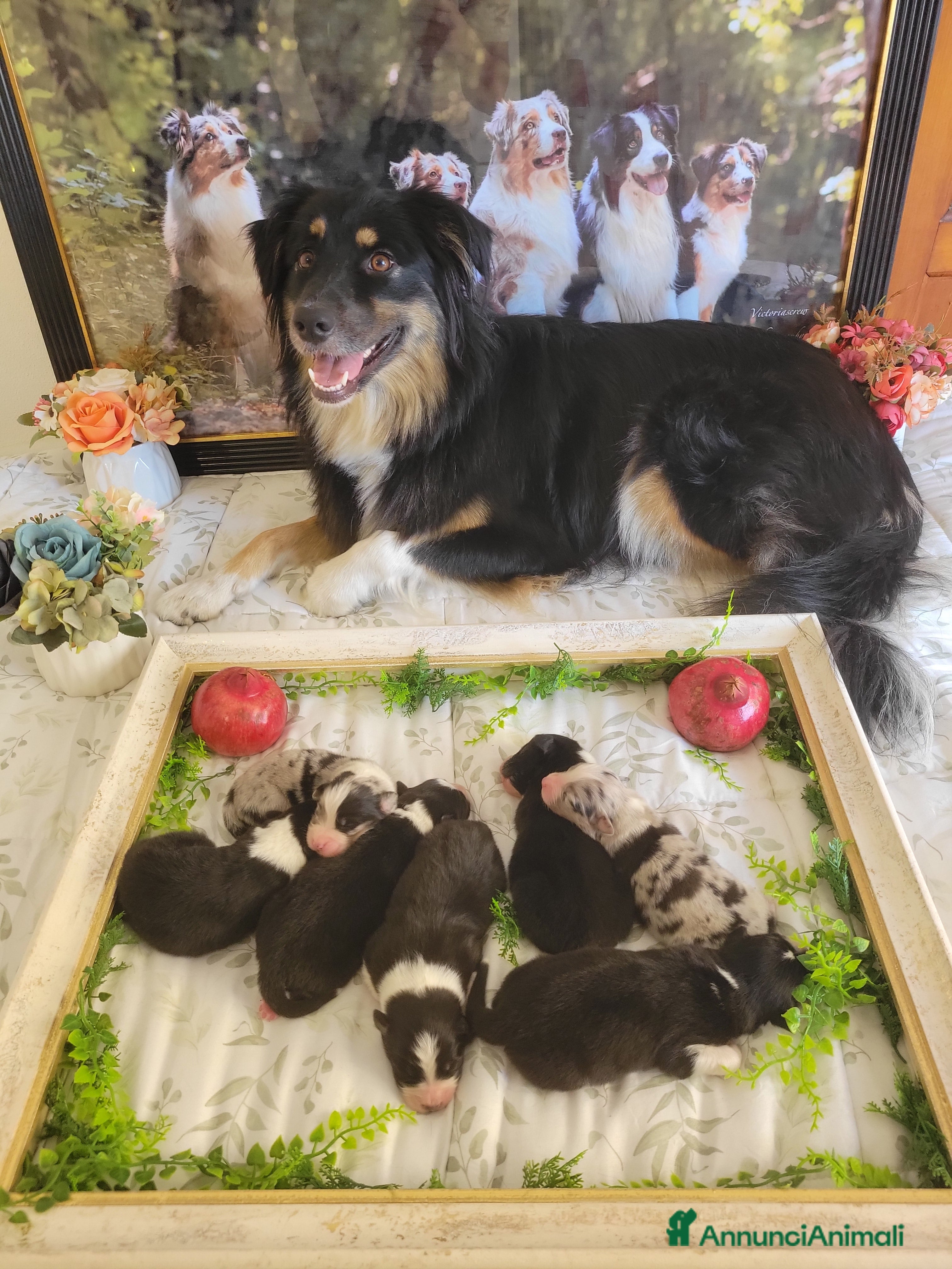 Australian Shepherd cani Amorevoi Cuccioli Pastore Australiano (Aussi) - Annuncio 2