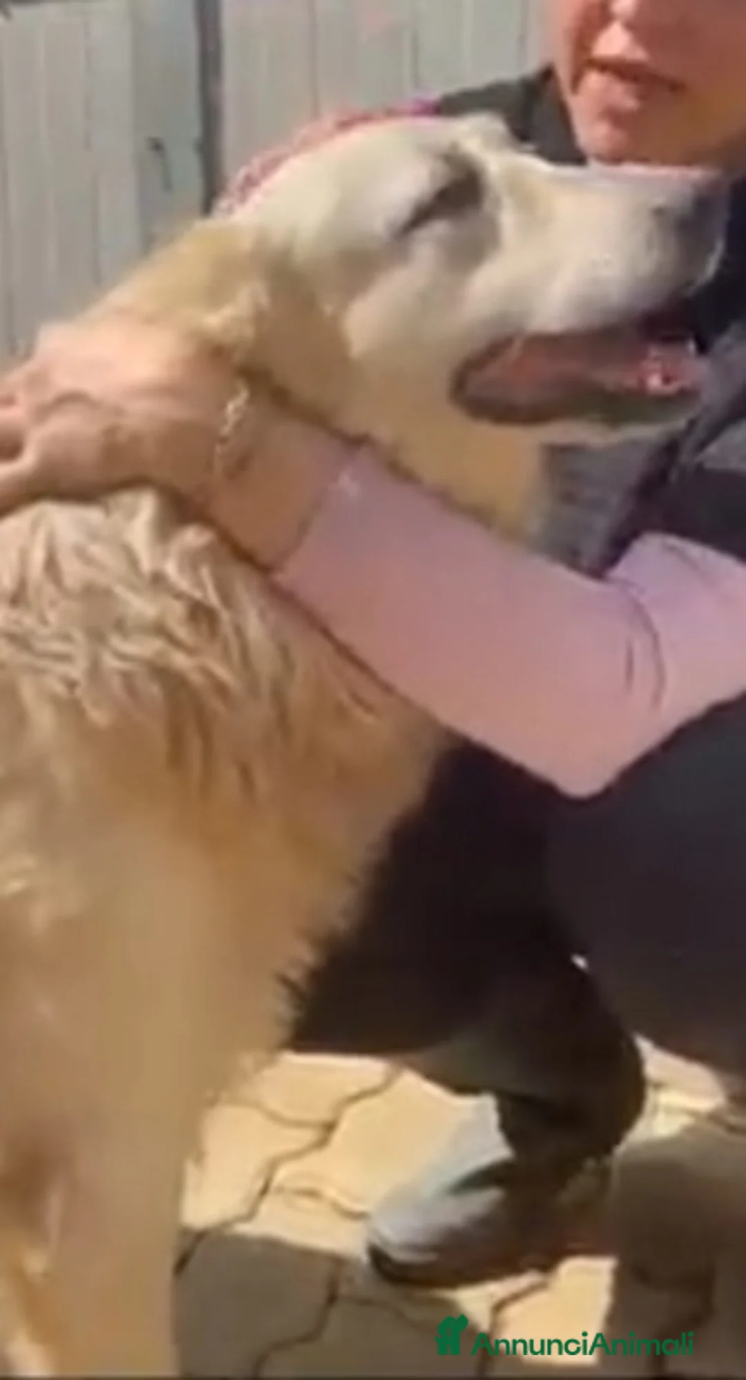 Meticcio cani in regalo: Mix Gokden 6anni ENTRATO A 3MESI IN CANILE!CALABRI - Annuncio 3