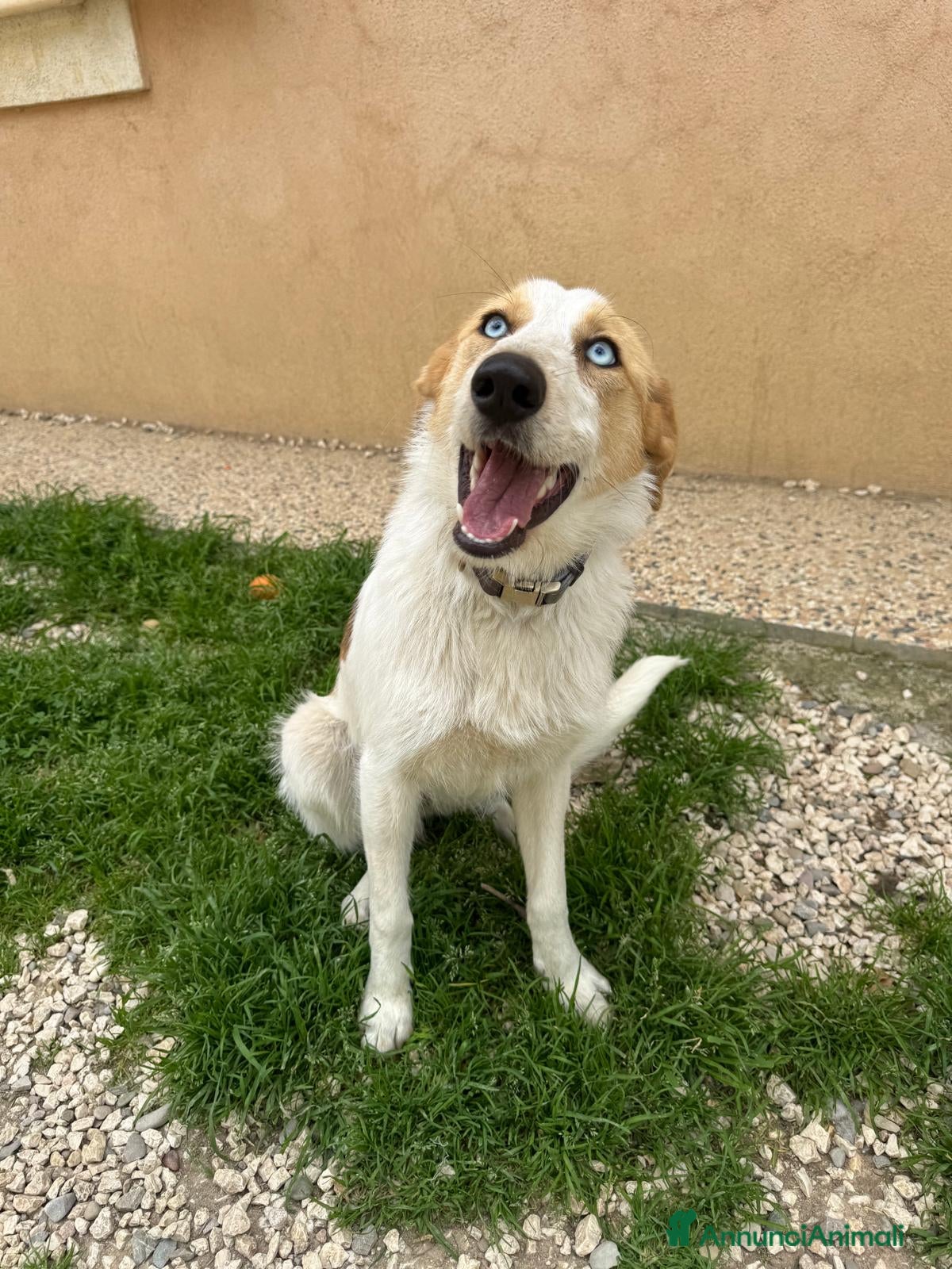 Meticcio cani 10mesi kg13 occhi azzurri salita ieri! MILANO URGE - Annuncio 4
