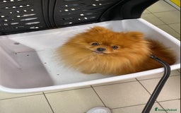 Volpino Pomerania cani in vendita: Volpino Spitz Pomerania adulto maschio a Città Metropolitana di Cagliari - Immagine 9