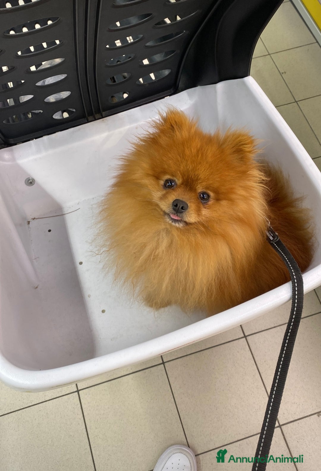 Volpino Pomerania cani in vendita: Volpino Spitz Pomerania adulto maschio a Città Metropolitana di Cagliari - Immagine 9