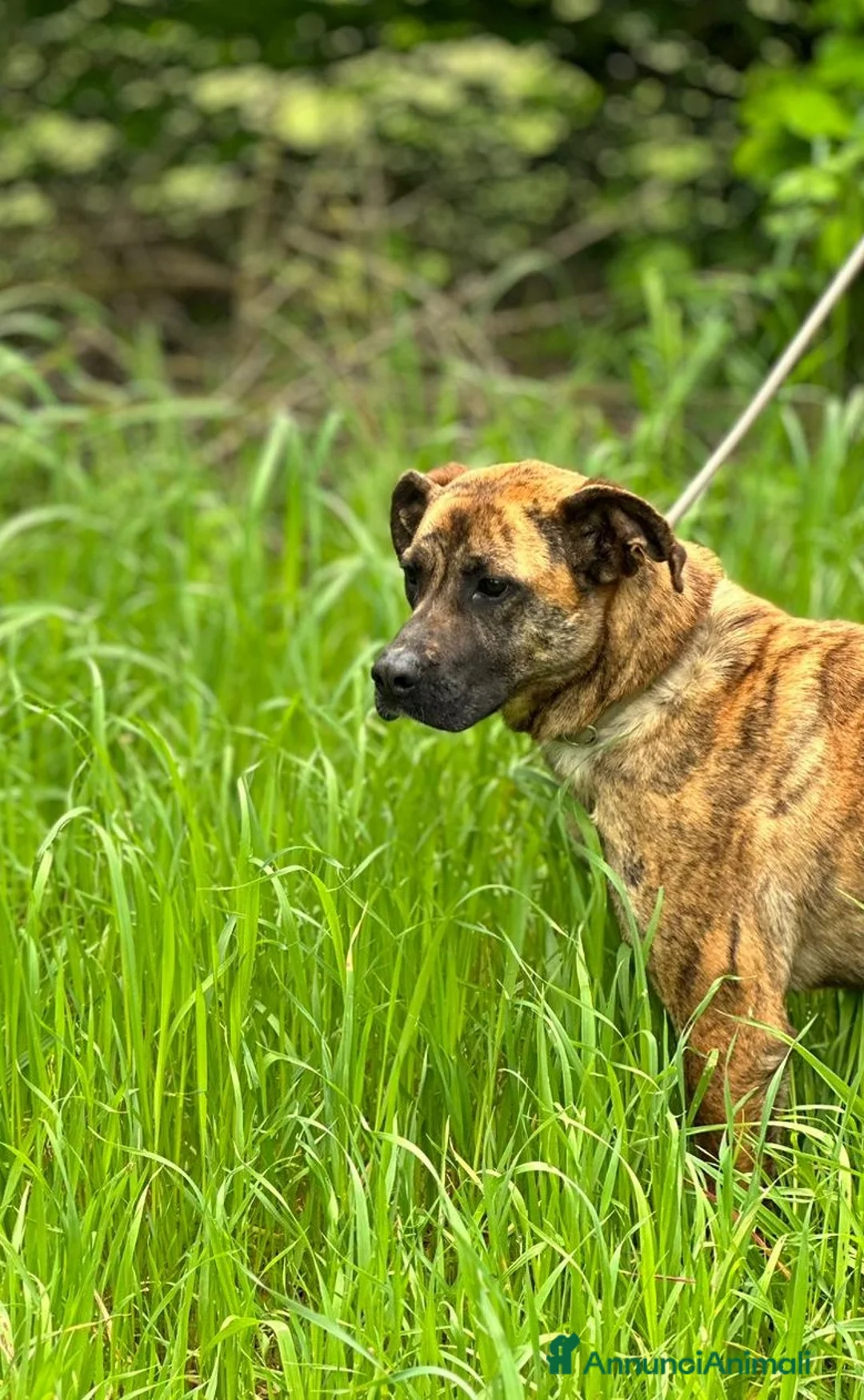 Boxer cani in regalo: Rura strepitosa Cane mix boxer Femmina a Provincia di Latina - Annuncio 6