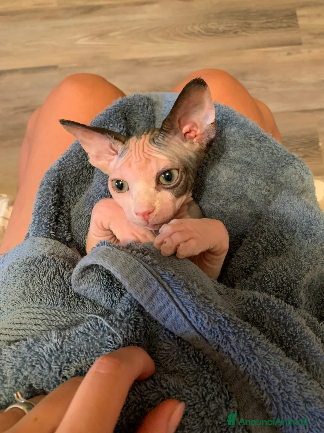 Immagine della galleria {{count}}