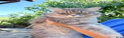 Siberiano gatti in vendita: Siberiana femmina - Annuncio 5