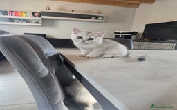 Scottish gatti in vendita: Dolcissimo scottish fold e straight  a Provincia di Brescia - Immagine 22