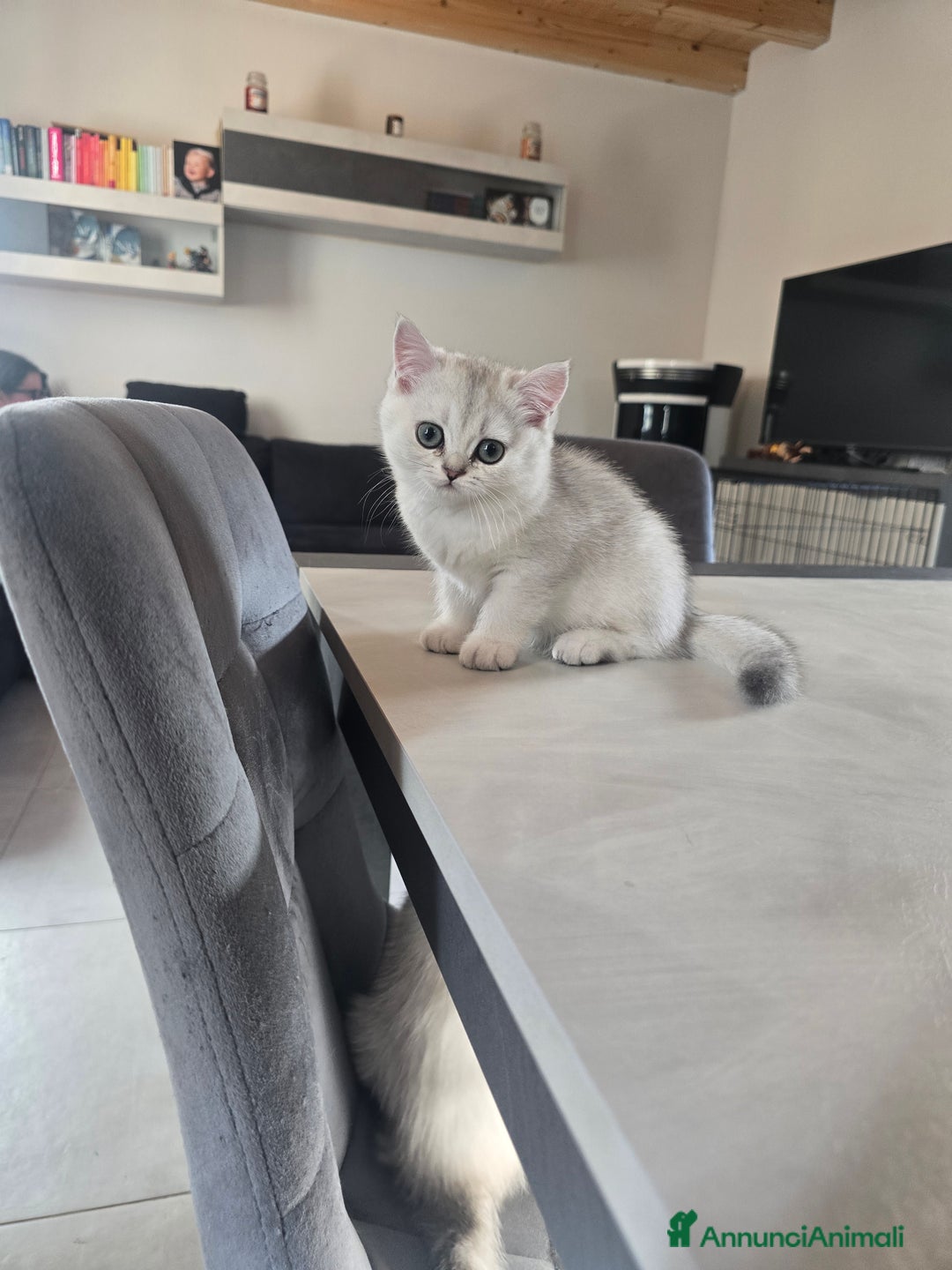Scottish gatti in vendita: Dolcissimo scottish fold e straight  a Provincia di Brescia - Immagine 22