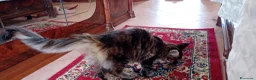 Maine Coon gatti in vendita: MAINE COON XXL   - Annuncio 12