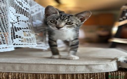 Altre razze gatti in vendita: 7 allegri batuffoli in cerca di casa a Province of Brescia - Immagine 27