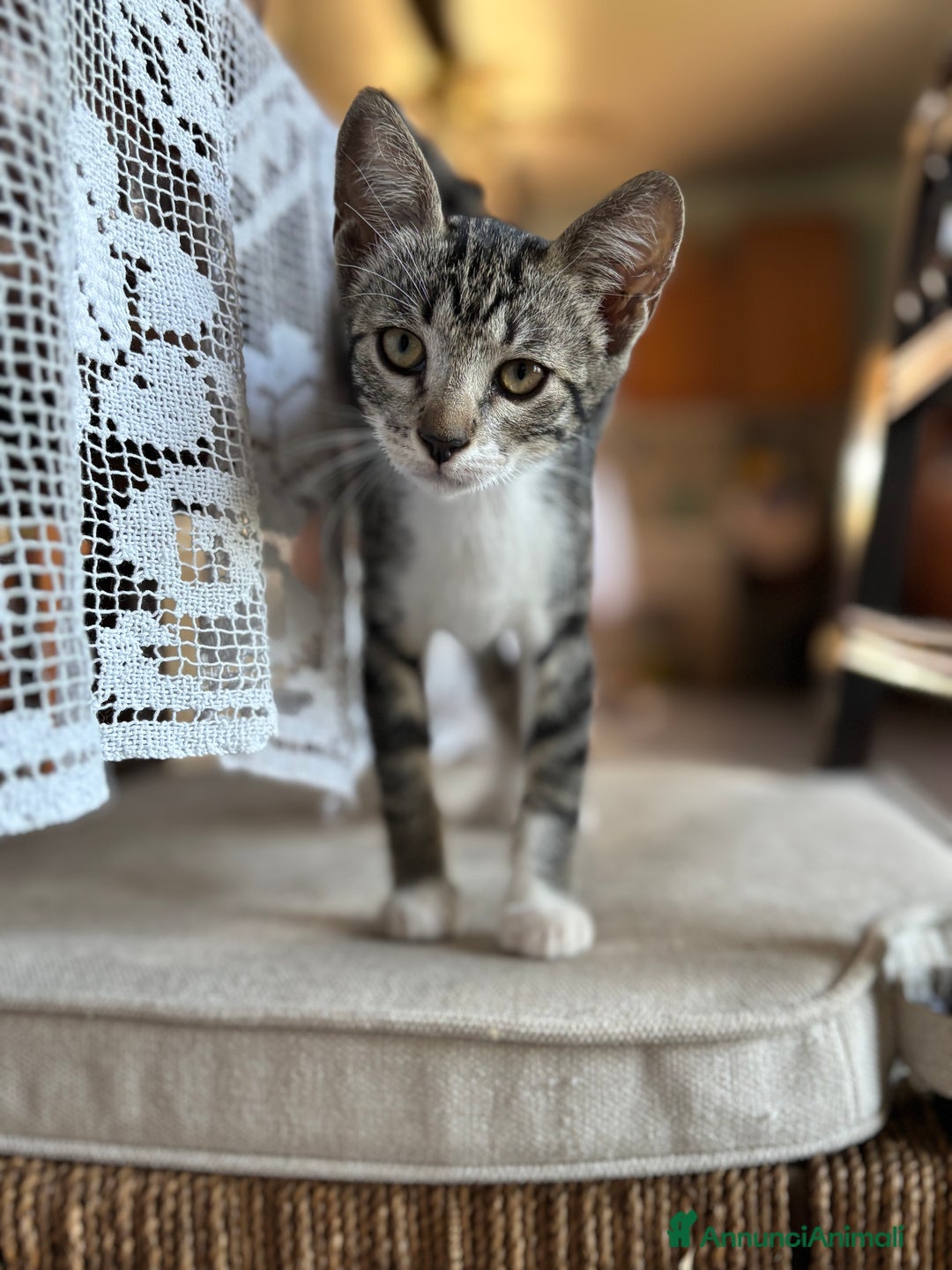 Altre razze gatti in vendita: 7 allegri batuffoli in cerca di casa a Province of Brescia - Immagine 27
