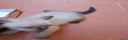 Europeo gatti in regalo: Gattini cercano famiglia  - Annuncio 3