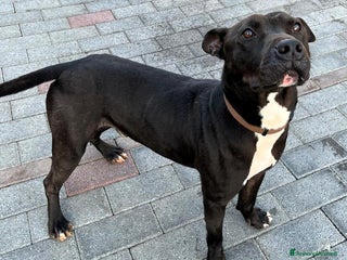 Meticcio cani MAX GIOVANE PIT - Annuncio 2