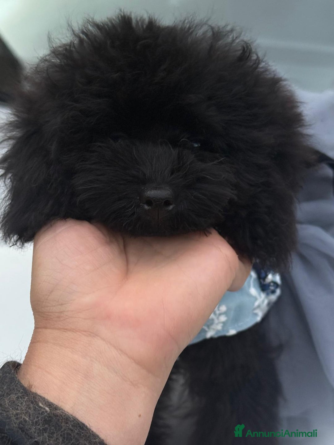 Barboncino Toy cani in vendita: Barboncina piccola toy mini toy nera - Annuncio 1