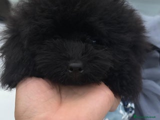 Barboncino Toy cani Barboncina piccola toy mini toy nera - Annuncio 5