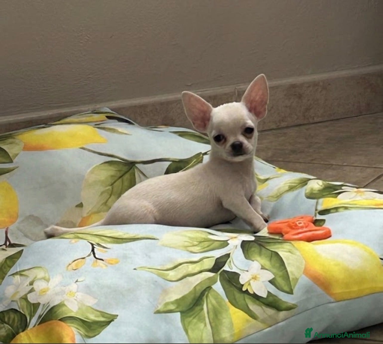 Chihuahua cani Chihuahua  - Annuncio 1