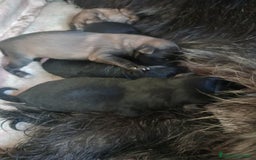 Pastore Tedesco cani in regalo:  proprietario regala splendidi cuccioli  - Annuncio 22