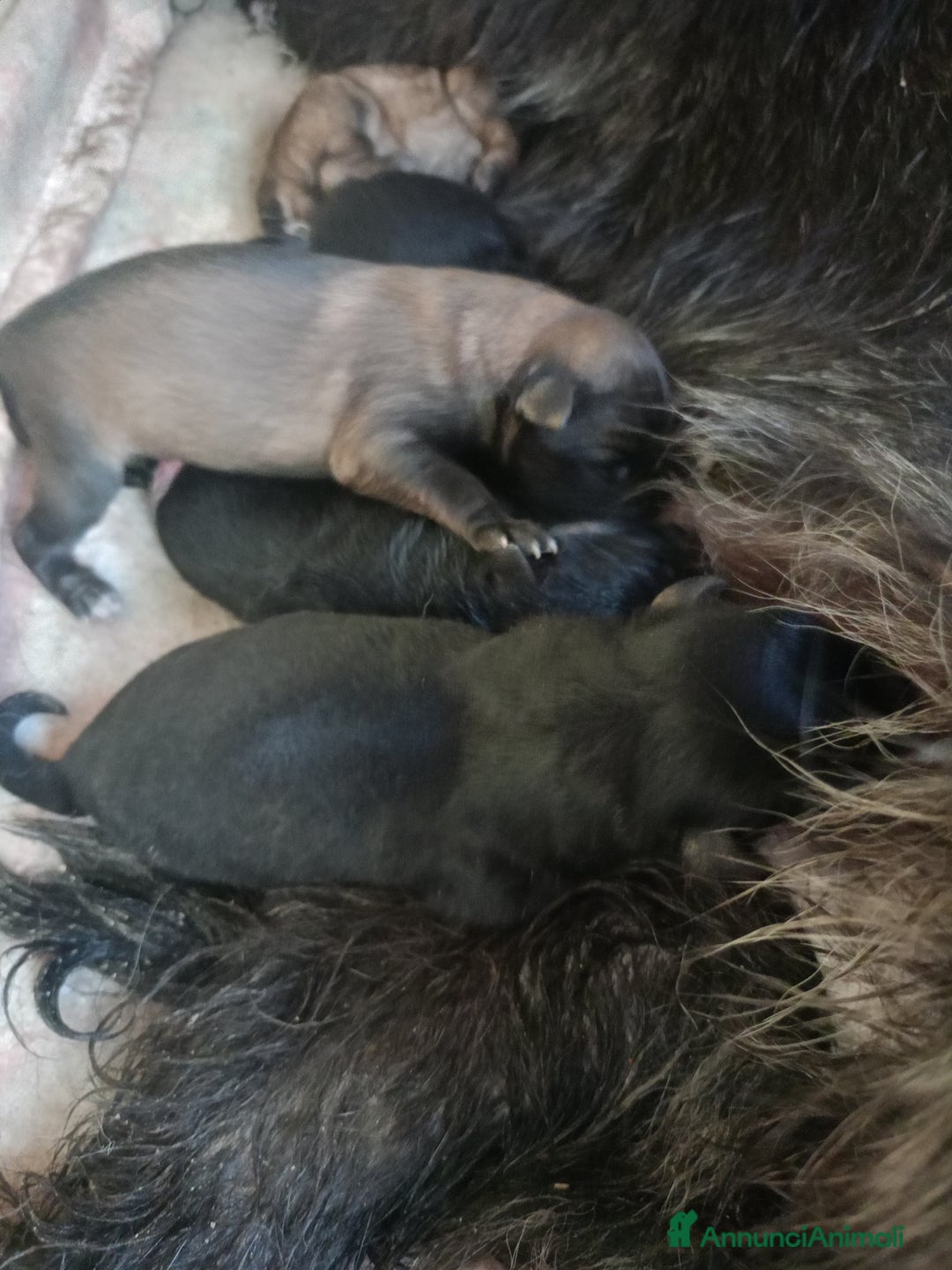 Pastore Tedesco cani in regalo:  proprietario regala splendidi cuccioli  - Annuncio 22