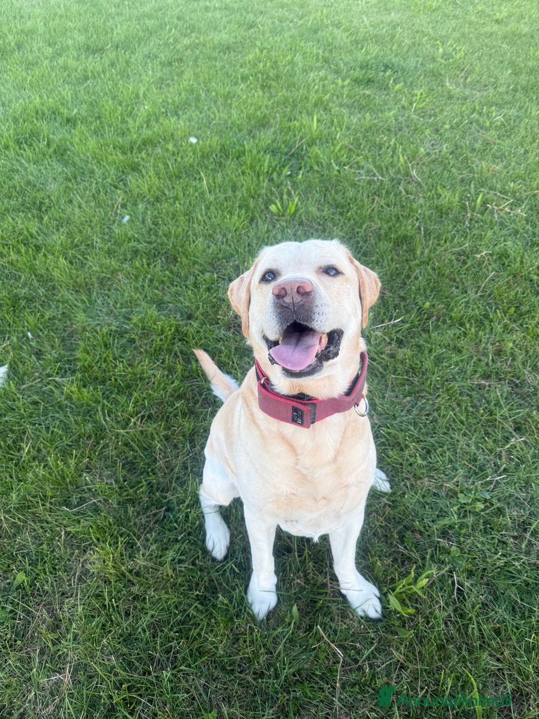Labrador cani per accoppiamento: Cerco femmina di labrador per accoppiamento - Annuncio 5
