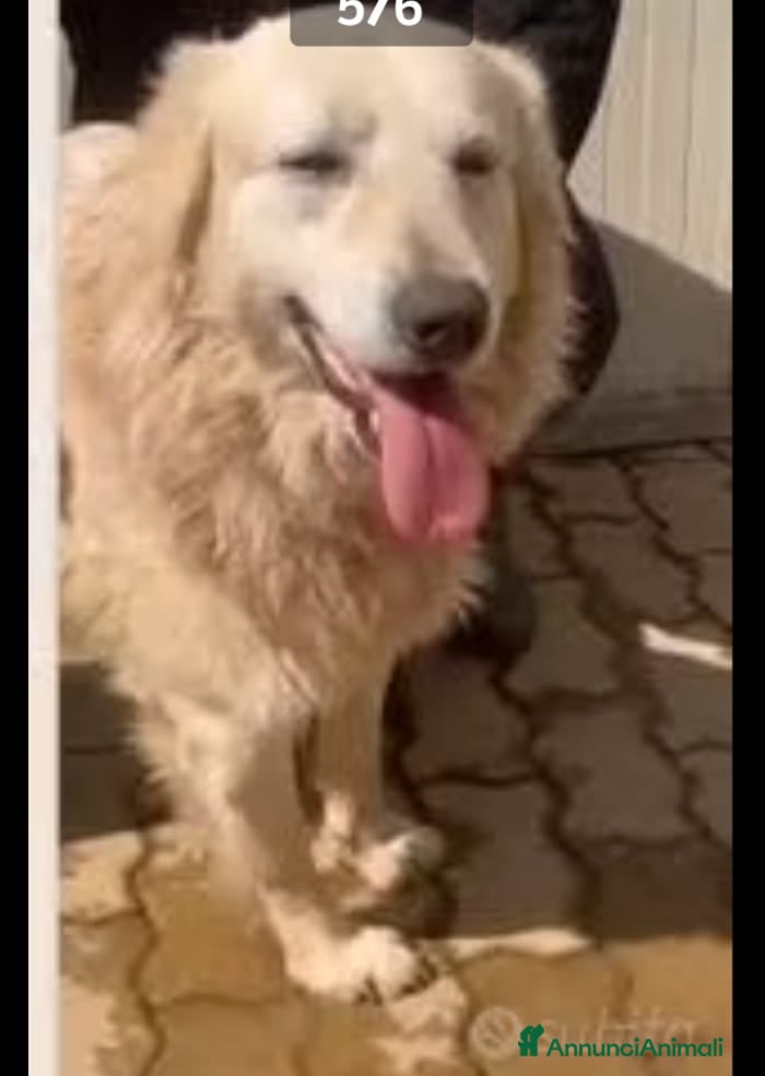 Meticcio cani Mix Golden 5anni senza coda IN BOX DA CUCCIOLO!SUD - Annuncio 16