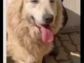 Meticcio cani Mix Golden 5anni senza coda IN BOX DA CUCCIOLO!SUD - Annuncio 16