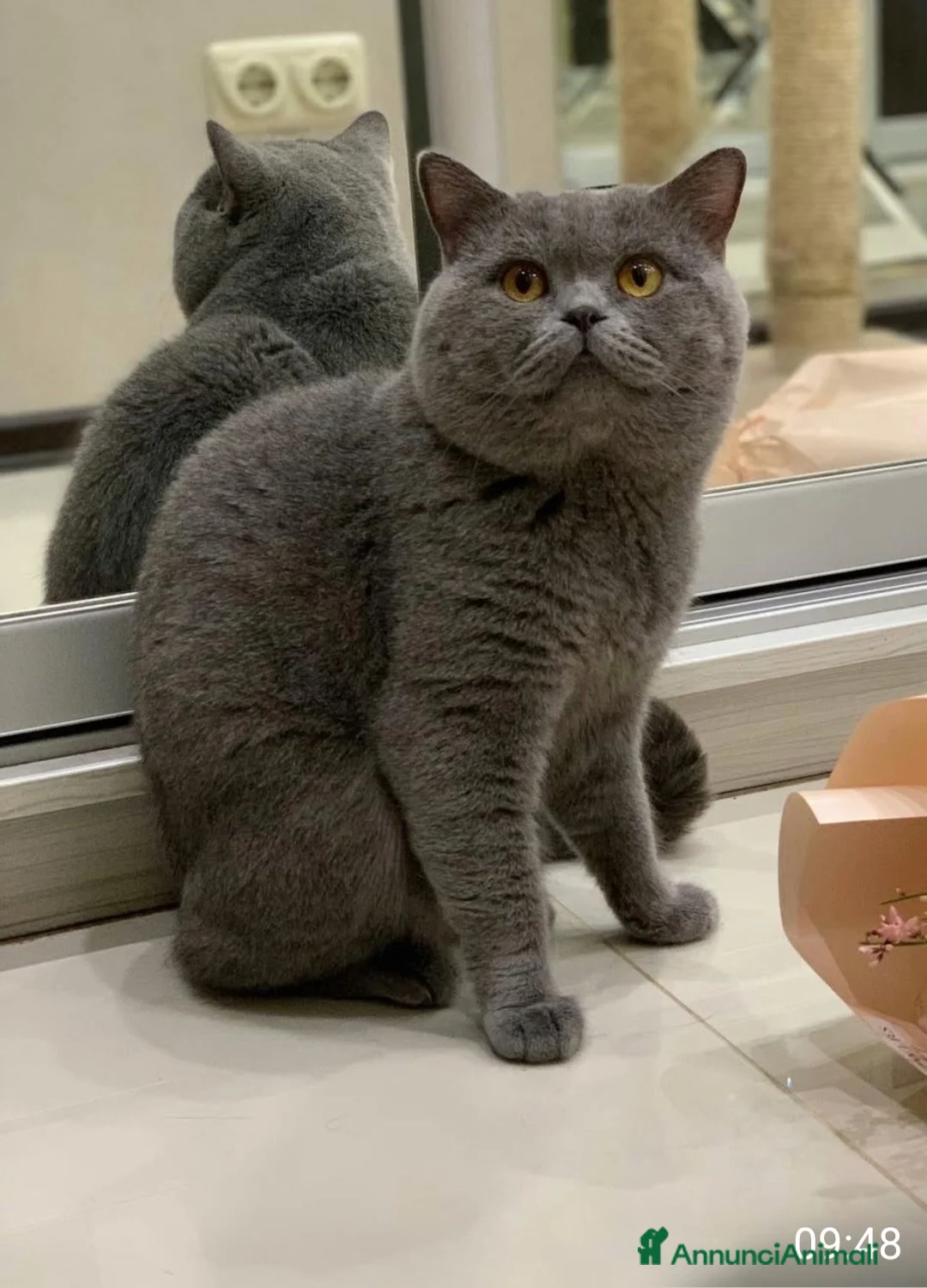 British gatti in vendita: Gatti british  a Città Metropolitana di Genova - Annuncio 1