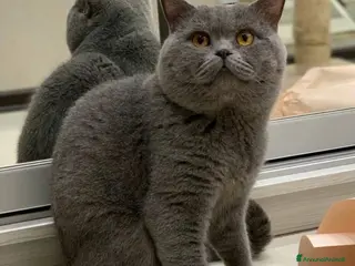 British gatti Gatti british - Annuncio 34