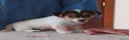 Jack Russell cani in vendita: Cucciolata Jack Russelle Terrier con Pedigree - Annuncio 8