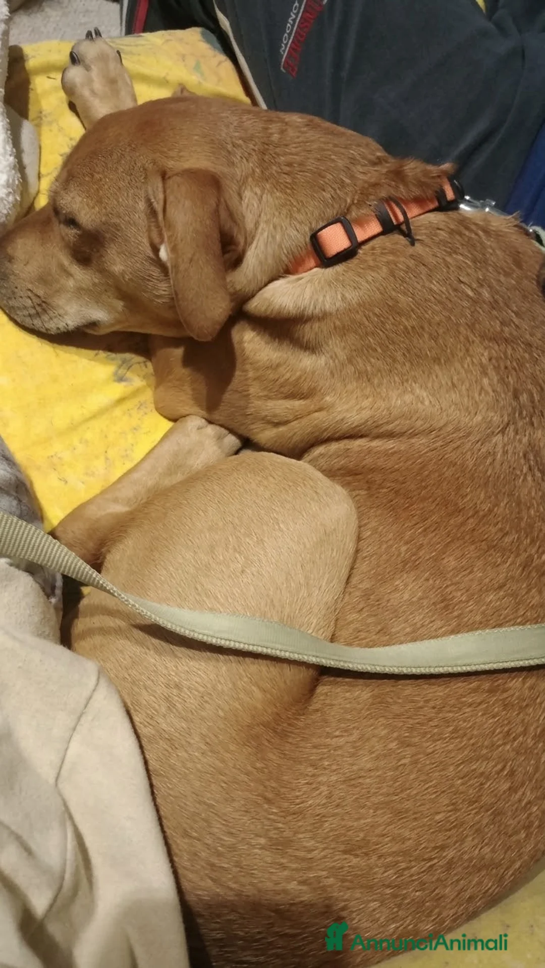 Meticcio cani in regalo: Ariel a Città Metropolitana di Genova - Annuncio 5