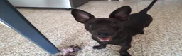 Meticcio cani in regalo: Meticcio 5 anni - Annuncio 2