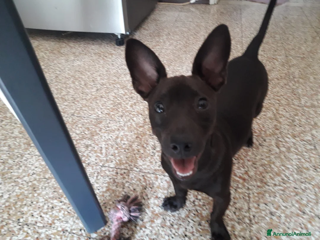Meticcio cani in regalo: Meticcio 5 anni - Annuncio 2
