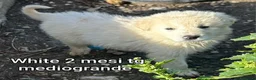 Meticcio cani in regalo: CUCCIOLI BISOGNOSI: URGENTE! a Città Metropolitana di Torino - Annuncio 4