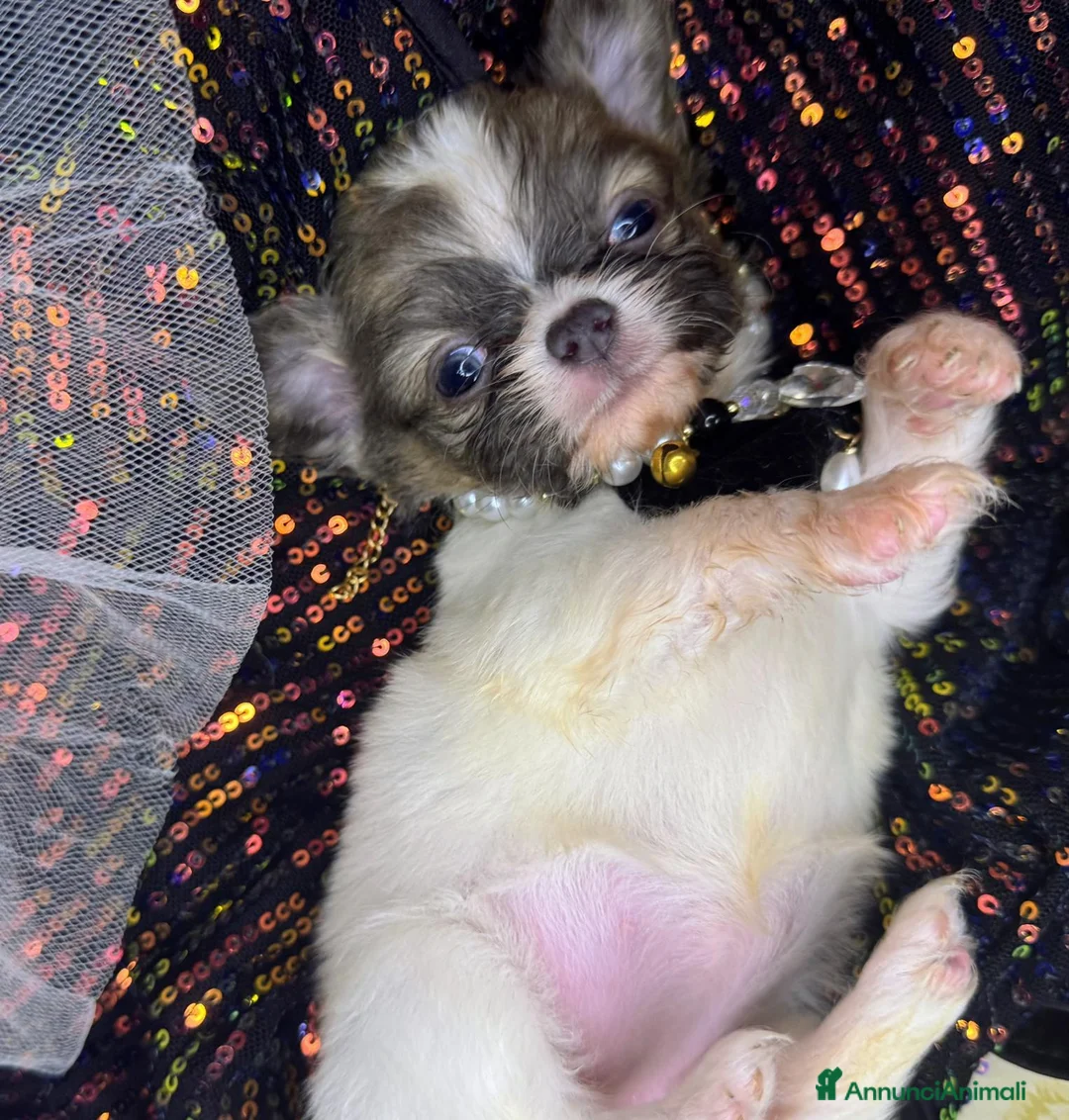 Chihuahua cani in vendita: cucciola chihuahua pelo lungo pedigree enci  - Annuncio 4
