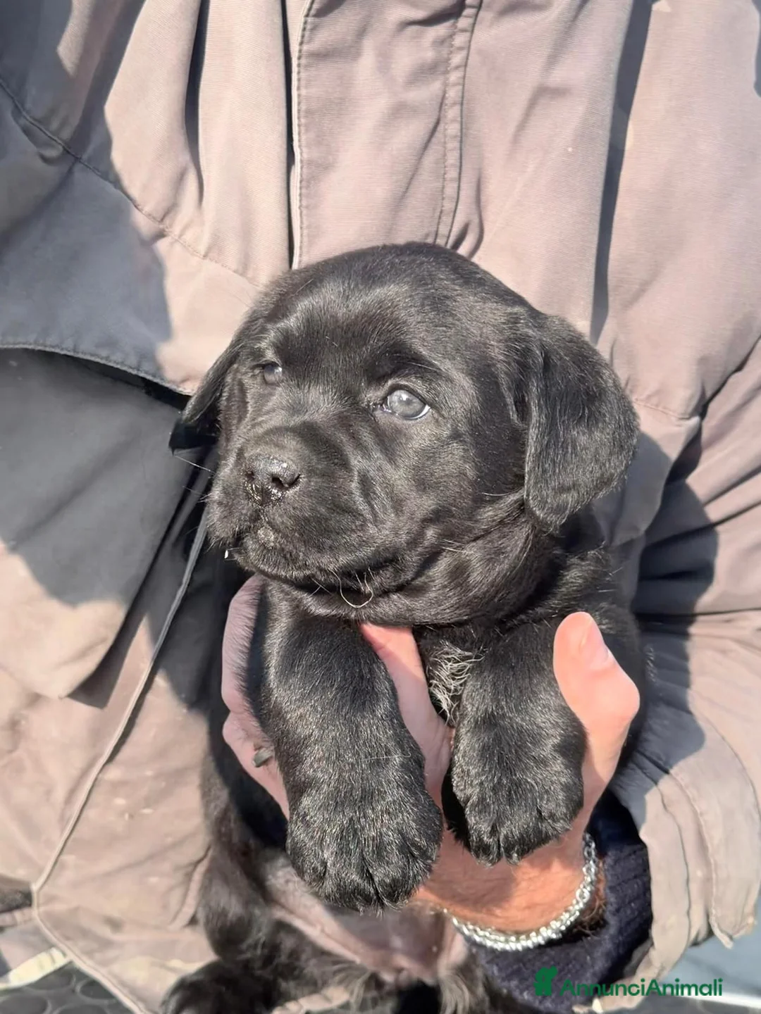 Labrador cani in vendita: Cuccioli Labrador Retriever - Annuncio 6