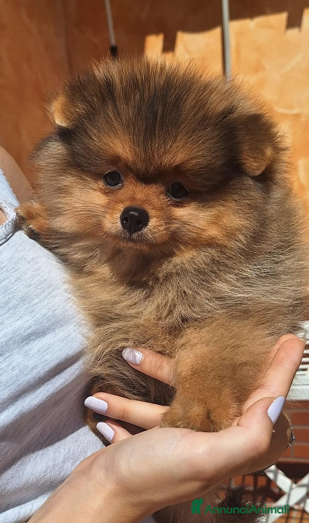 Volpino Pomerania cani in vendita: Cuccioli di Spitz Tedesco Nano (Pomerania) - Annuncio 2