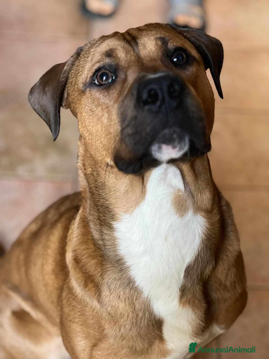 Cane Corso cani in regalo: OSCAR, simpaticissimo MOLOSSINO! - Annuncio 9