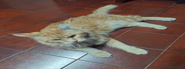 Michelangelo 