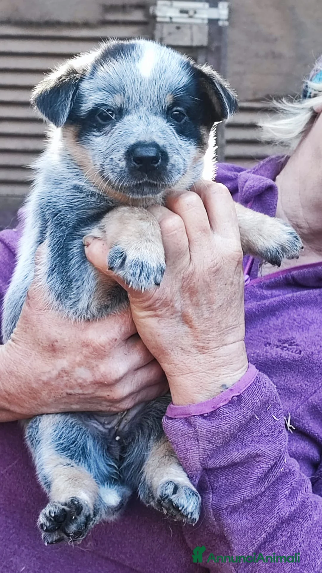 Australian Cattledog cani in vendita: australian cattledog - Annuncio 7