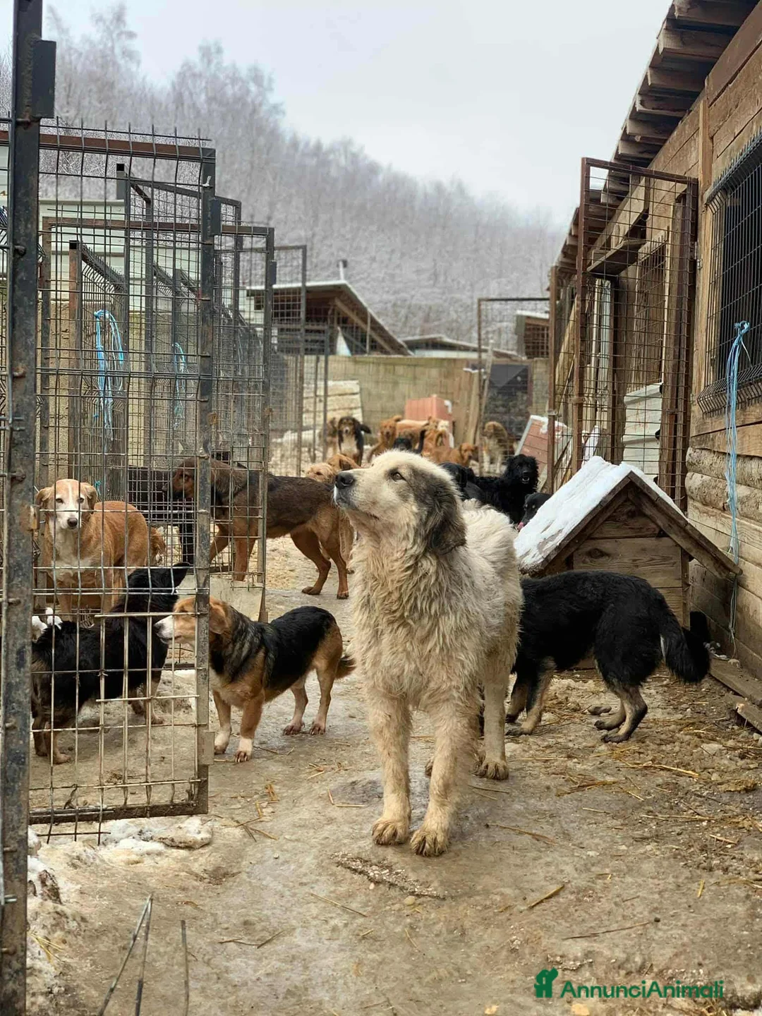Meticcio cani in regalo: GRISU', dolce gigante buono cerca famiglia! - Annuncio 9