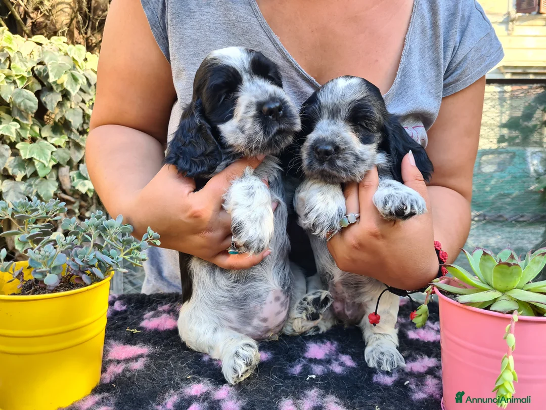 Immagine della galleria {{count}}