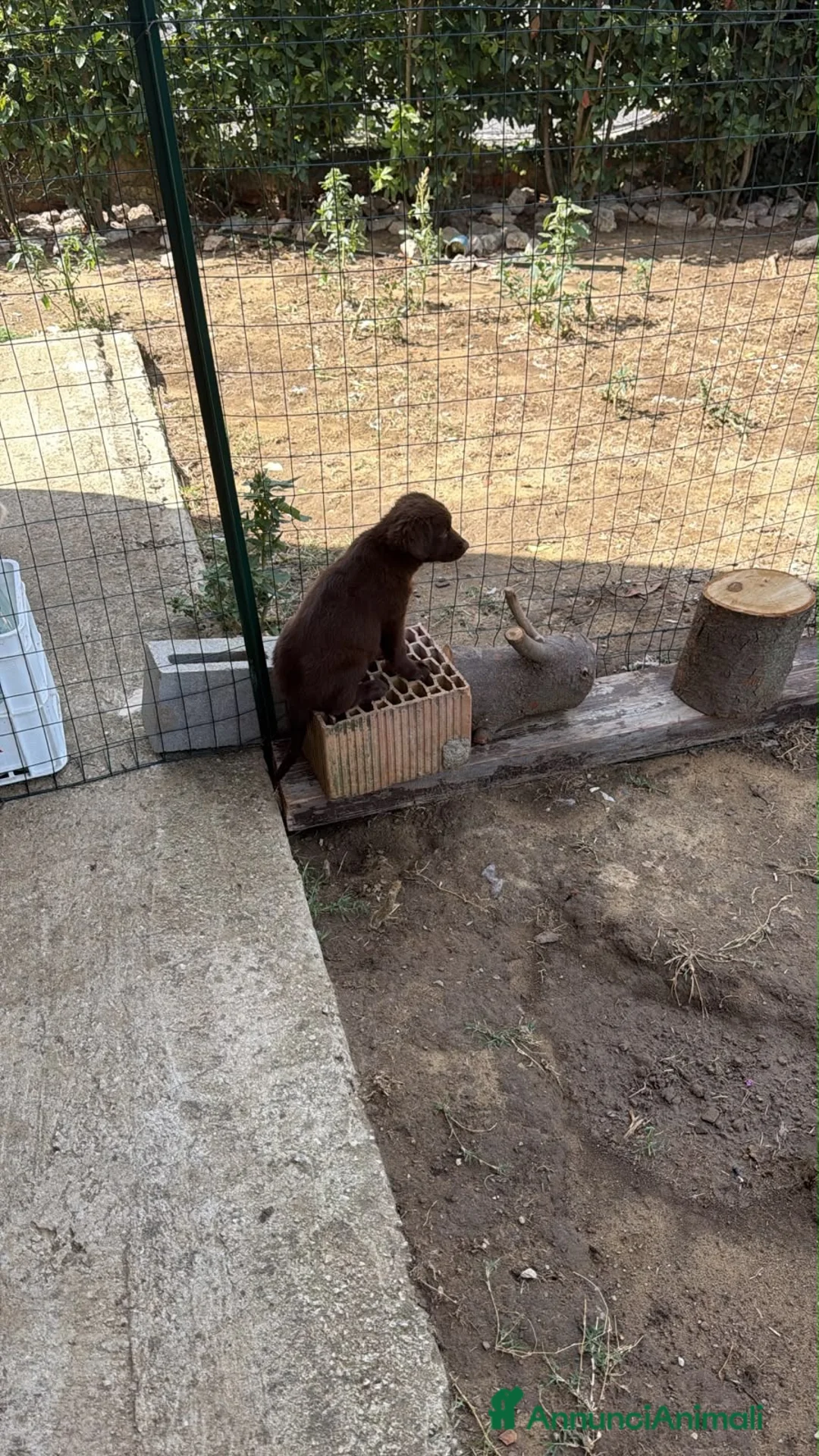 Meticcio cani in regalo: 2 meravigliosi cuccioli  - Annuncio 2