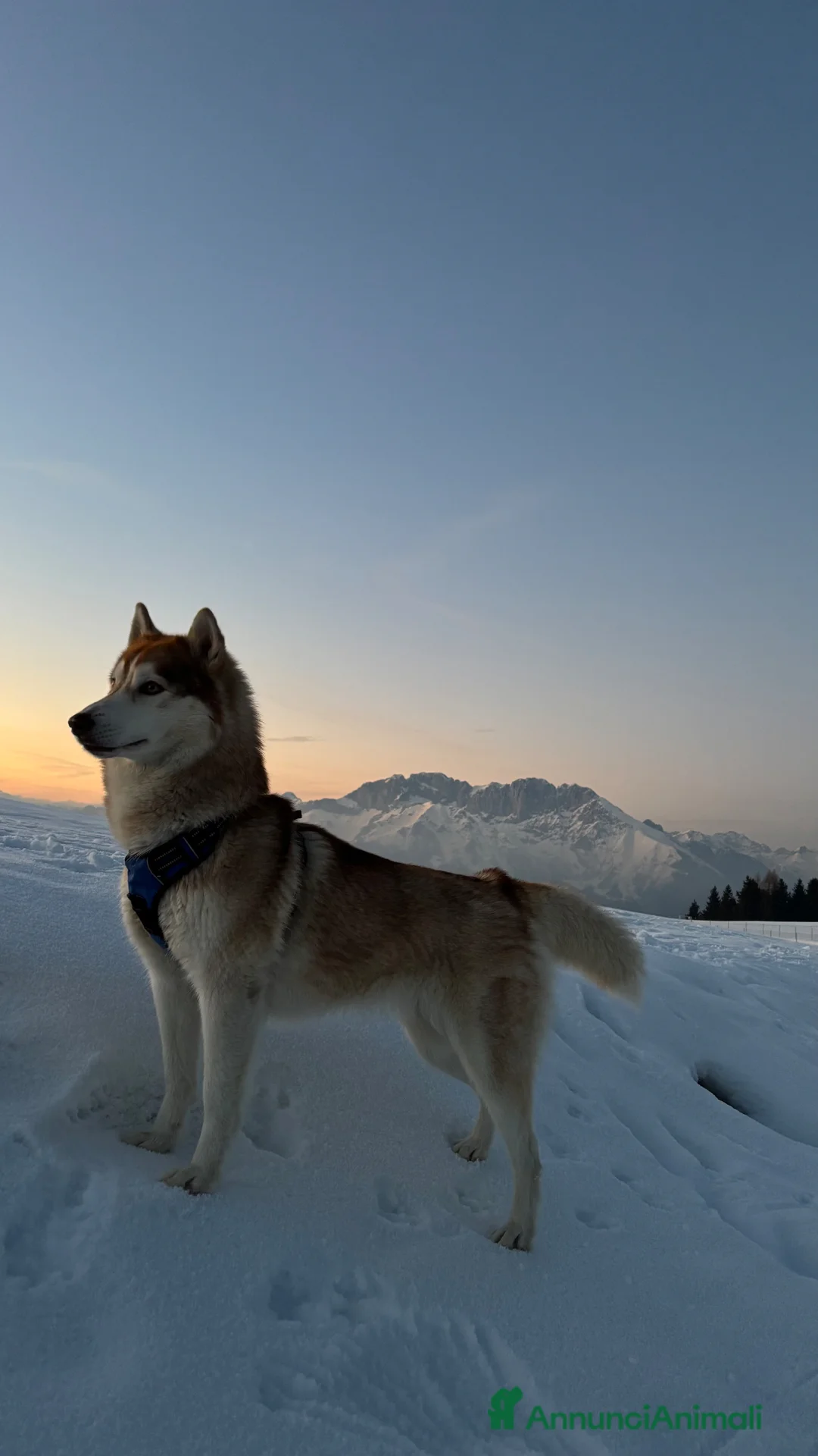 Husky cani in vendita: Cuccioli di Siberian Husky - Annuncio 7