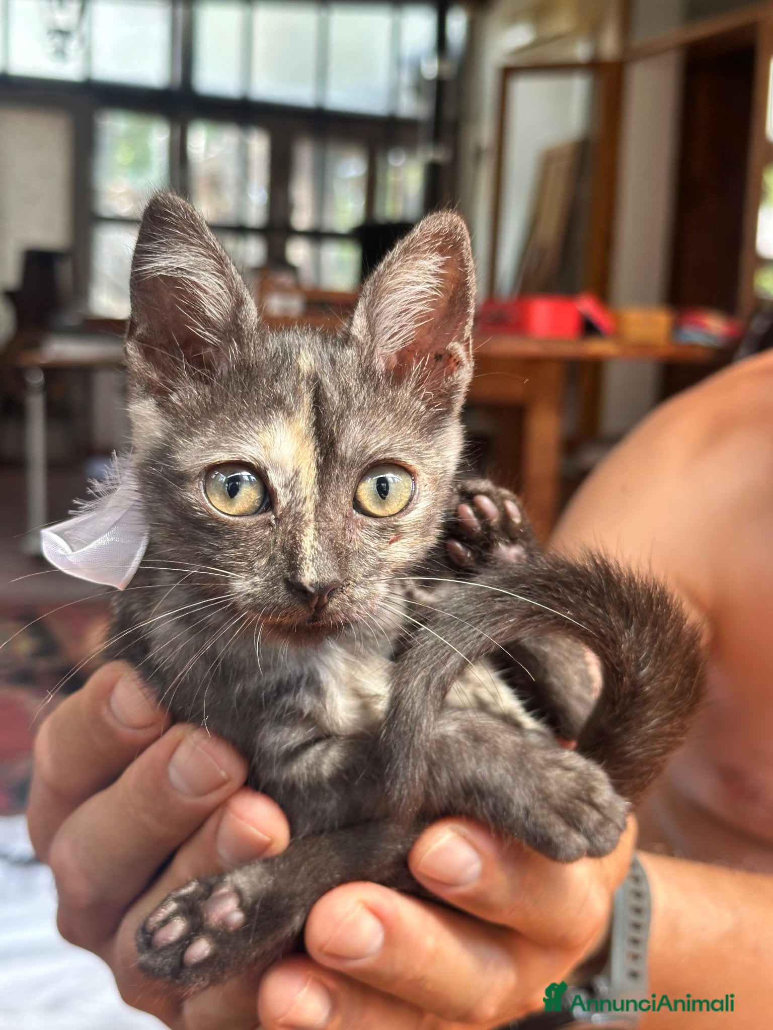 Meticcio gatti Berrie splendida gattina 2 mesi tartarugata - Annuncio 10