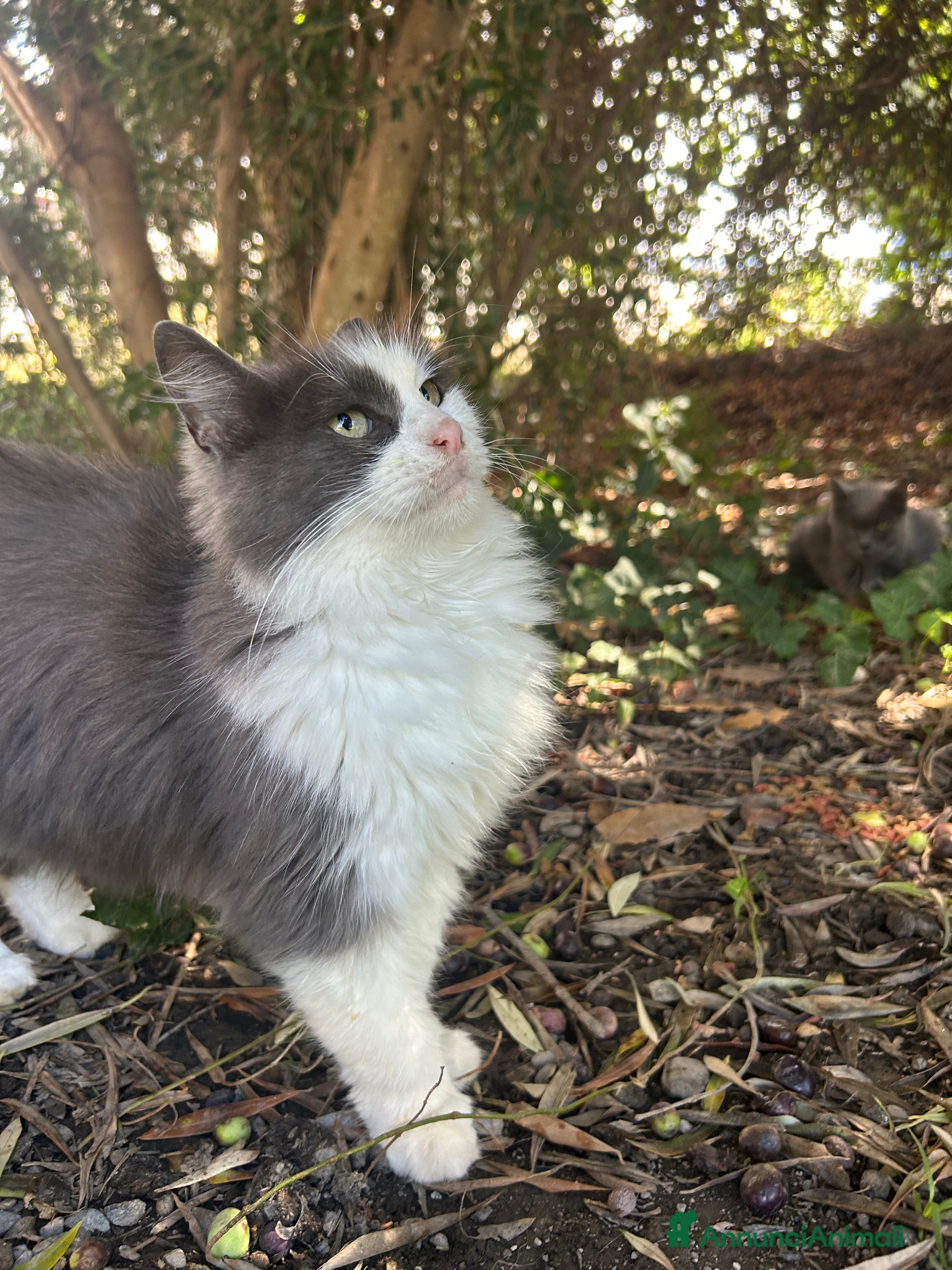 Europeo gatti Duchessa cerca casa - Annuncio 8