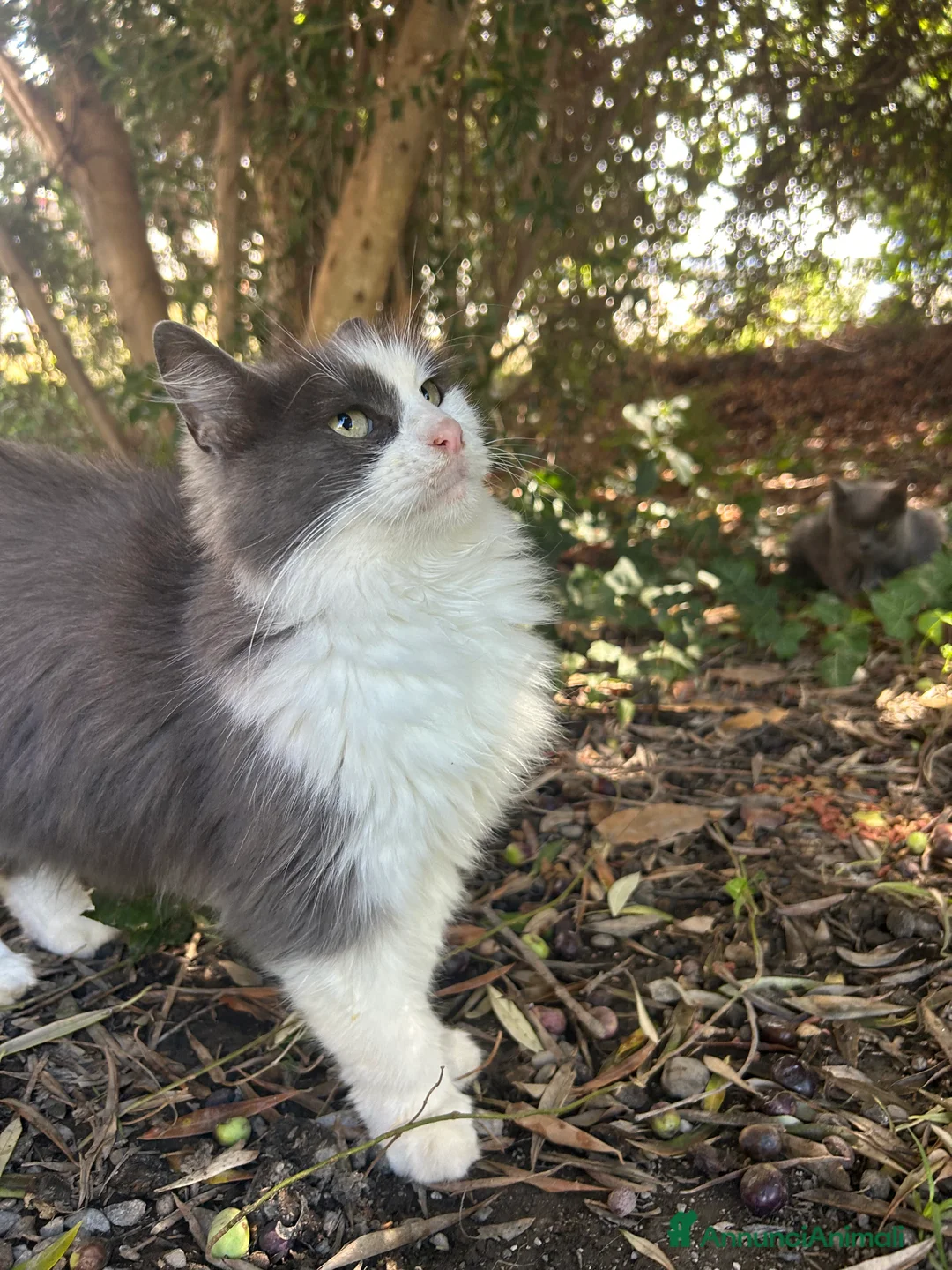 Europeo gatti in regalo: Duchessa cerca casa - Annuncio 1