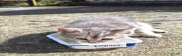 Meticcio gatti in regalo: Gattino di 9 settimane cerca casa - Annuncio 1