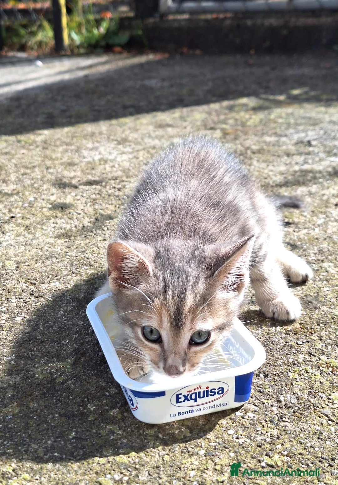 Meticcio gatti in regalo: Gattino di 9 settimane cerca casa - Annuncio 1