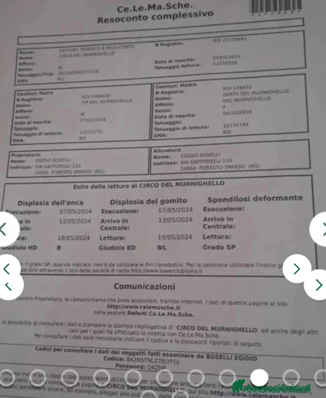 Pastore Tedesco cani in vendita: splendidi cuccioli pastore tedesco  - Annuncio 19