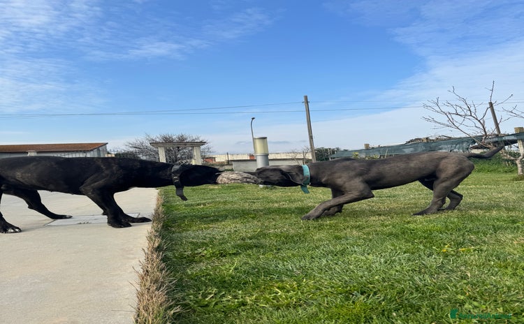 Cane Corso cani a Provincia di Teramo - Annuncio 3