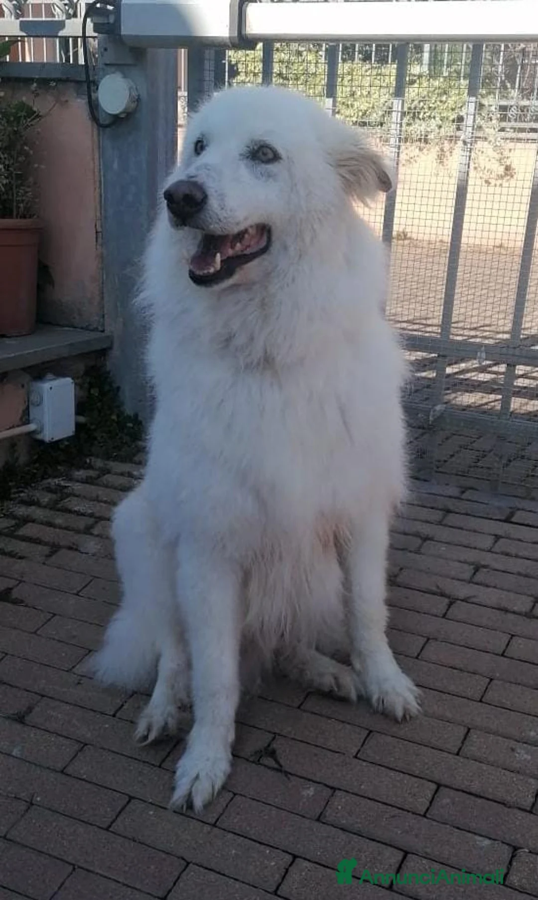 Pastore Maremmano cani in regalo: RINO, batuffolo tutto pelo e dolcezza - Annuncio 8