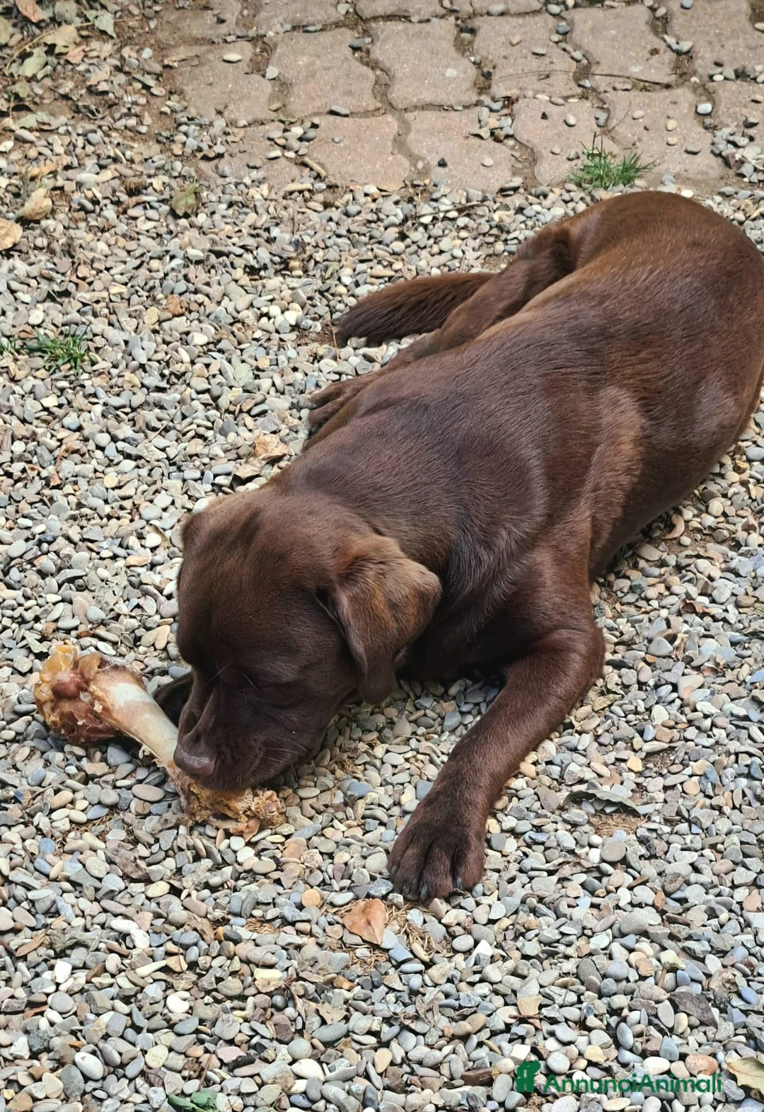 Labrador cani in regalo: Cucciolona labrador cioccolato a Città metropolitana di Roma Capitale - Annuncio 2