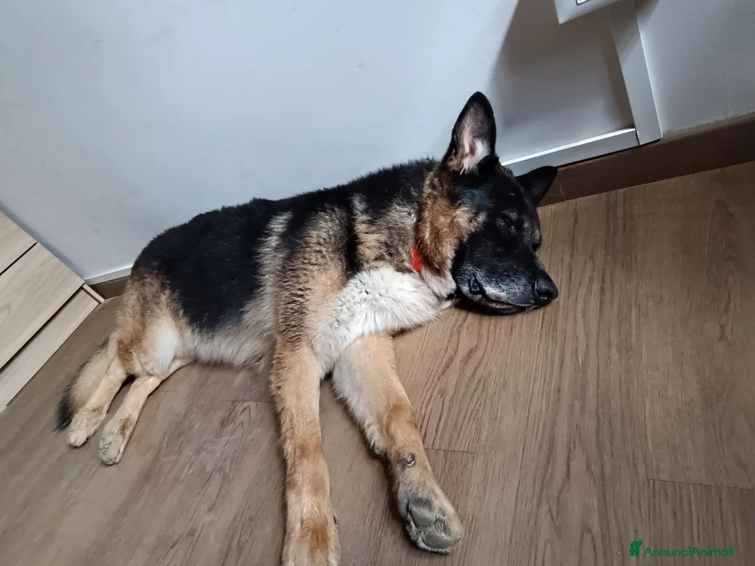Meticcio cani in regalo: Ciao sono Elio a Città Metropolitana di Bologna - Annuncio 4